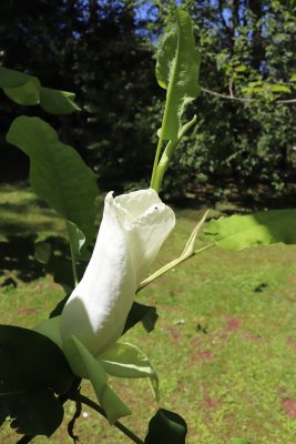 Magnolia hybr. 'Ashei' - hybrid šácholanu velkolistého - květ